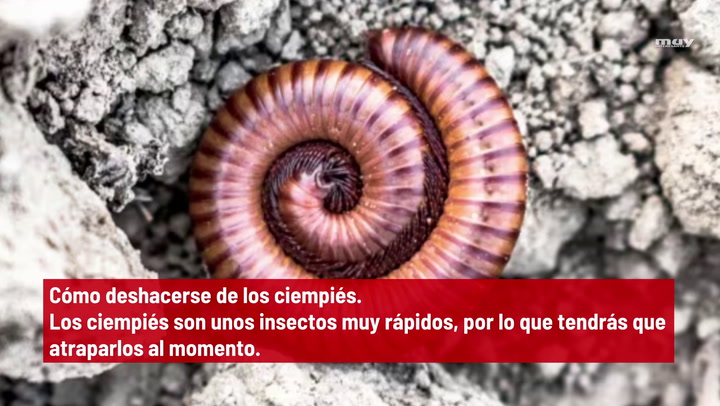 Cómo Deshacerse De Los Ciempiés