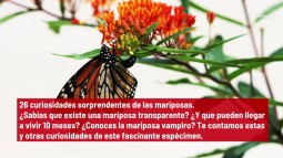 26 Curiosidades Sorprendentes De Las Mariposas