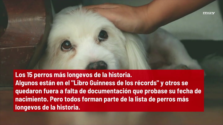 Los 15 Perros Más Longevos De La Historia