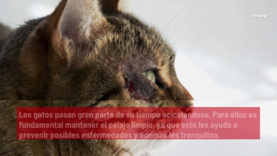 Las Enfermedades De Piel Más Comunes En Los Gatos