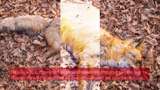 A Qué  Huelen Los Cadáveres