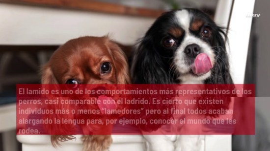 ¿Por Qué  Lame Y Te Lame Tu Perro?