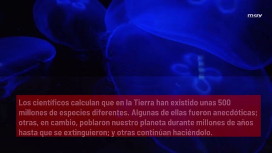 Los Animales Más Longevos De La Tierra