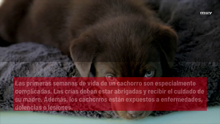 Cómo Cuidar De Un Cachorro Recién Nacido O Débil