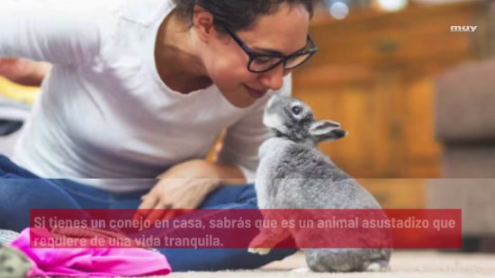 Miedos Comunes En Los Conejos Y Cómo Tratarlos