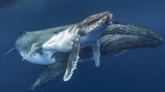 Las ballenas transmiten información de madres a hijas mediante el canto