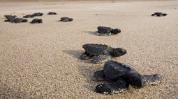 Estos fósiles atribuidos a plantas en realidad eran tortugas
