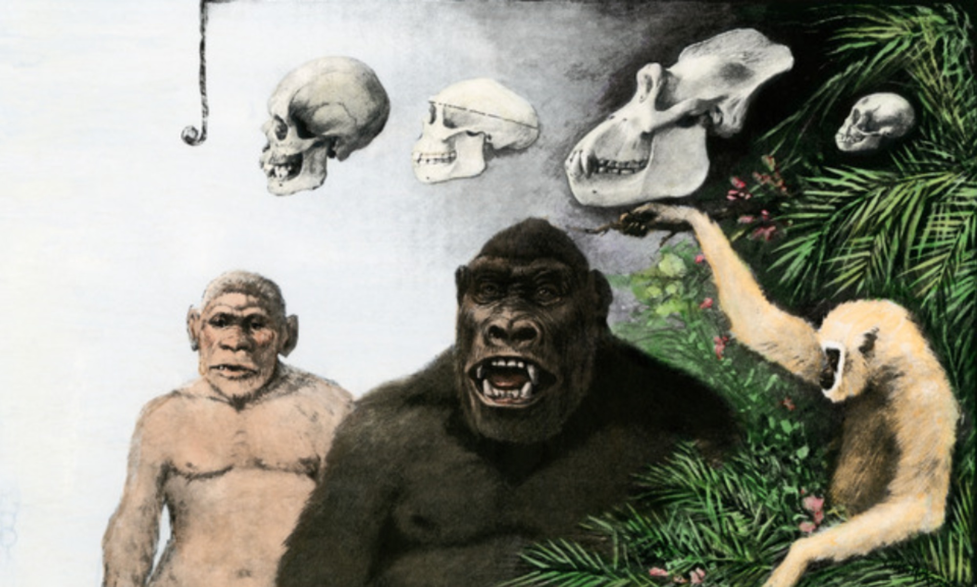 comparación-cráneos