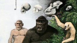 comparación-cráneos