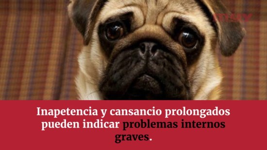 15 síntomas que indican que un perro está enfermo (Mar Aguilar)