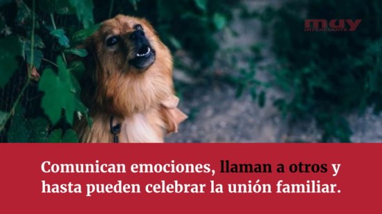 ¿Por qué aúllan los perros? (Alaia Rotaeche)