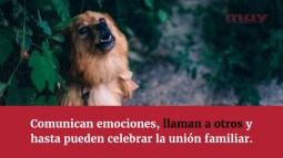 ¿Por qué aúllan los perros? (Alaia Rotaeche)
