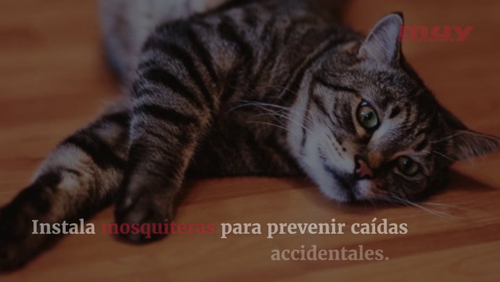 Consejos para que tu gato no pase calor en verano (Laura Lázaro)