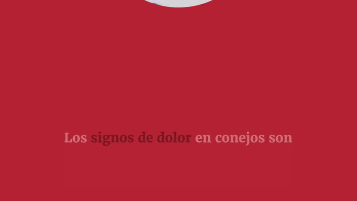 Señales de que al conejo le duele algo