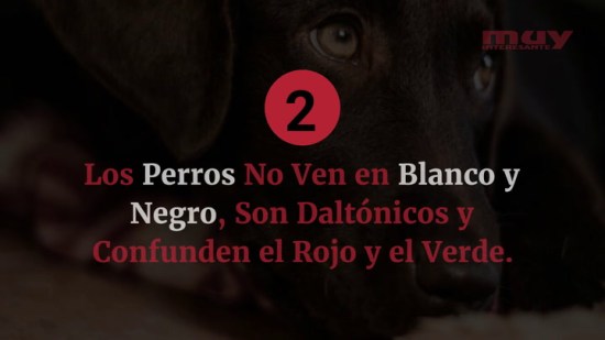 30 curiosidades sobre los perros