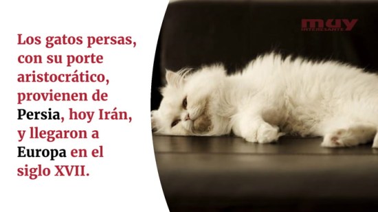 10 cosas que no sabes de los gatos persas