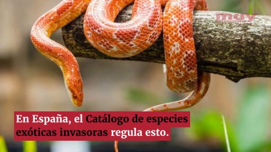 Mascotas ilegales en España, los animales que no se pueden tener