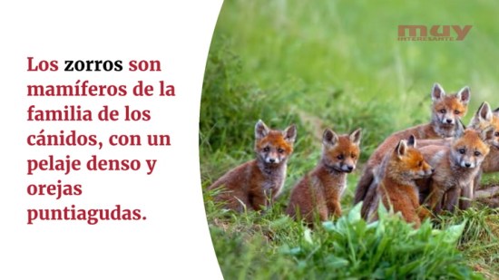 Curiosidades sobre los zorros