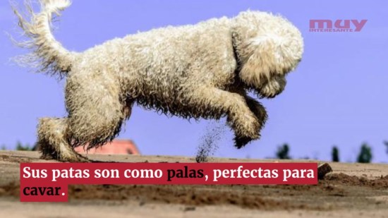 ¿Por qué escarban los perros?