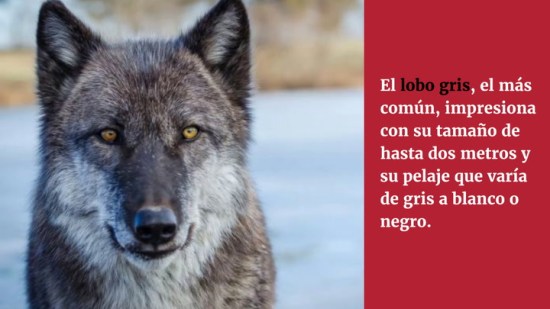 Curiosidades sobre los lobos