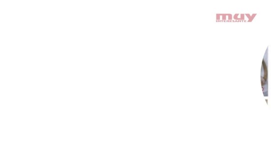 ¿Hombres embarazados? Un experimento con ratones sugiere que podría ser posible