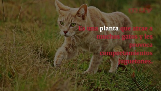 Catnip para gatos. ¿Qué es y qué efectos tiene?