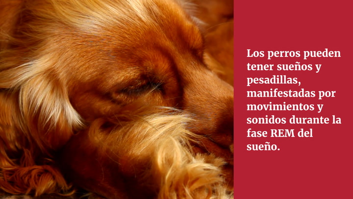 Mi perro tiene pesadillas. ¿Le despierto?