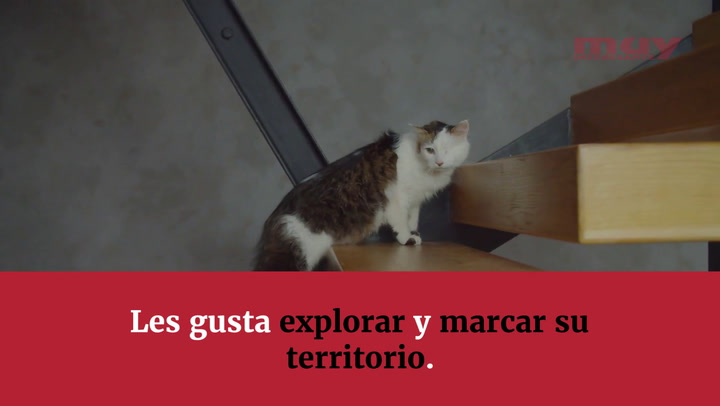 ¿Adopto a un gato macho o a una hembra?