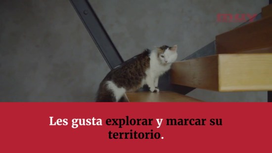 ¿Adopto a un gato macho o a una hembra?