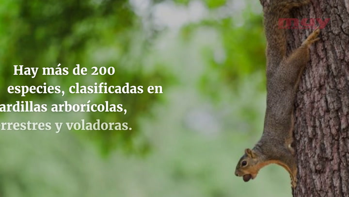 Curiosidades sobre las ardillas