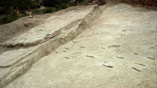 Huellas fósiles de una cucaracha gigante