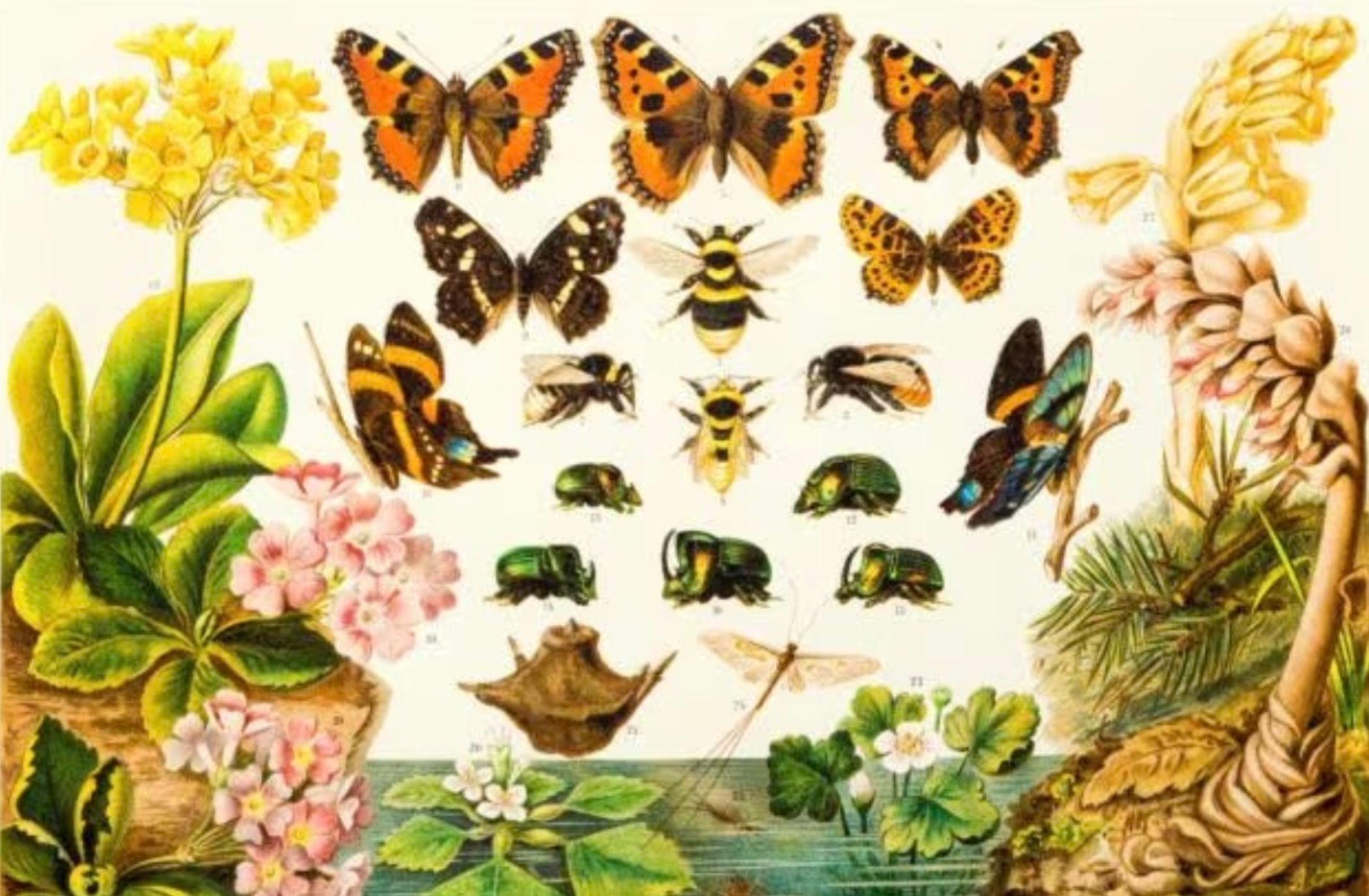 Trazando el camino de la evolución: desde Anaximandro hasta la teoría sintética