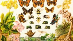 Trazando el camino de la evolución: desde Anaximandro hasta la teoría sintética