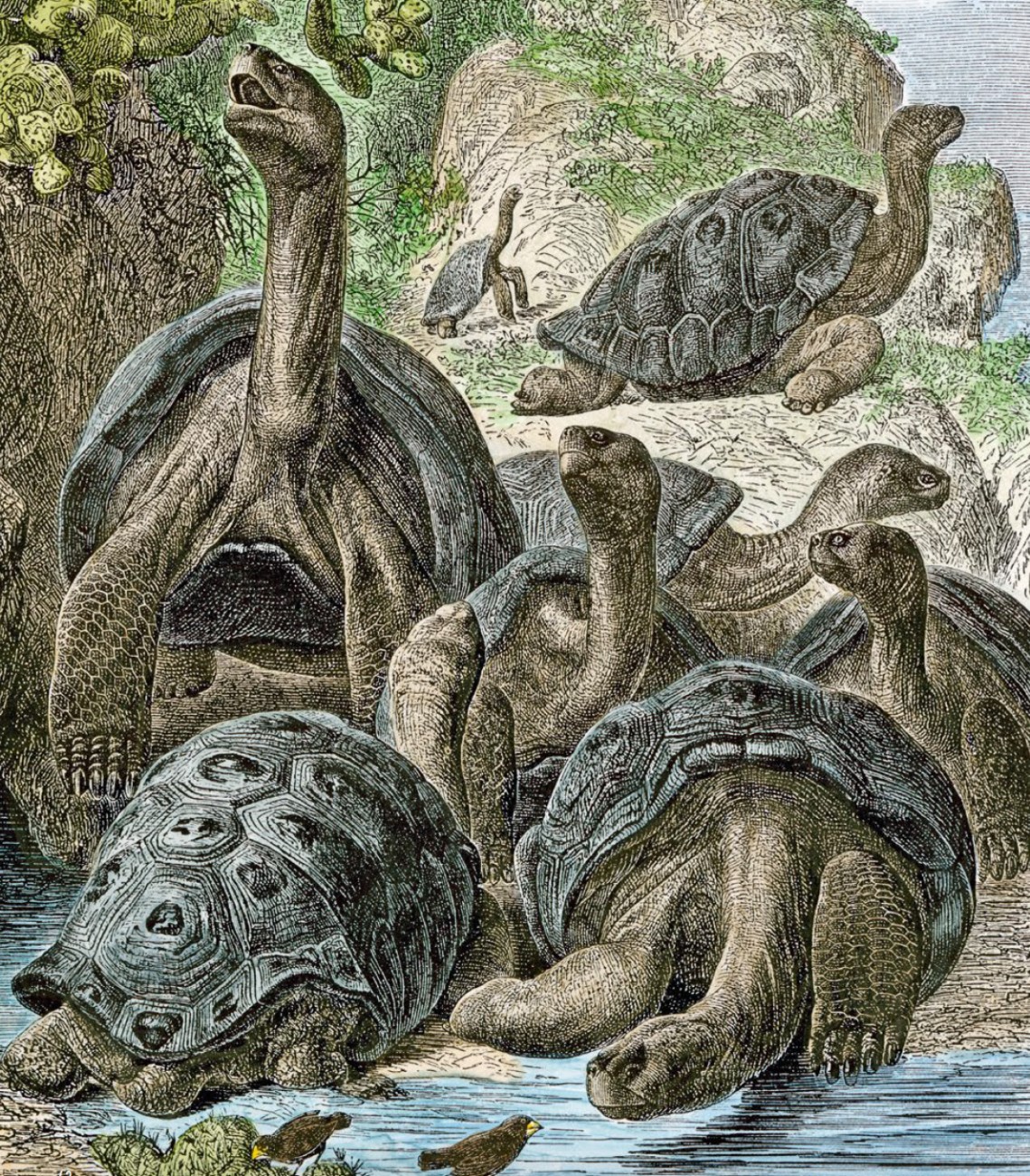 xilografia-galapagos