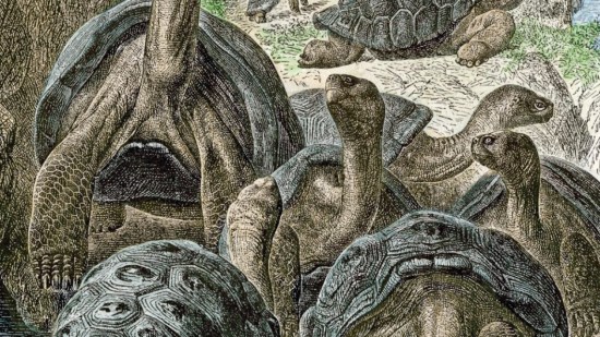 xilografia-galapagos