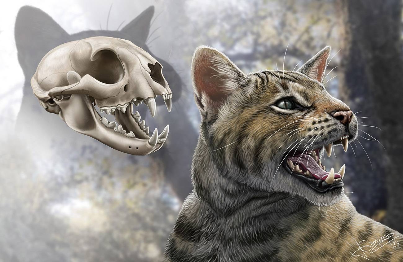 Descubren en España una nueva especie de gato prehistórico que vivió hace 16 millones de años