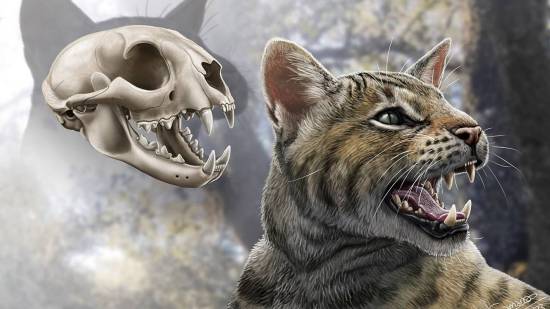 Descubren en España una nueva especie de gato prehistórico que vivió hace 16 millones de años
