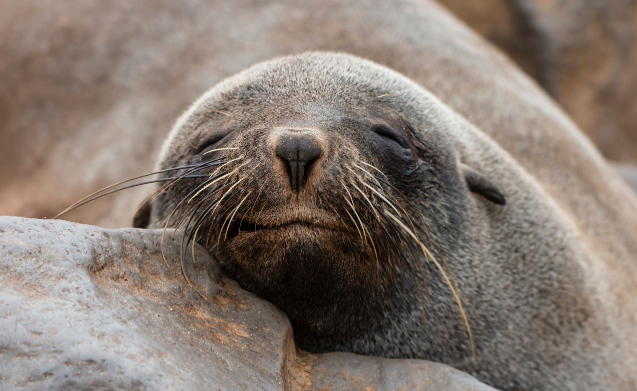 La carrera contra la extinción: 5 especies españolas en peligro crítico