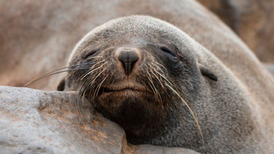 La carrera contra la extinción: 5 especies españolas en peligro crítico