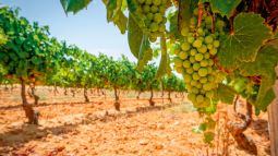 vid-viñedo-ibero