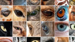 ojos-animales