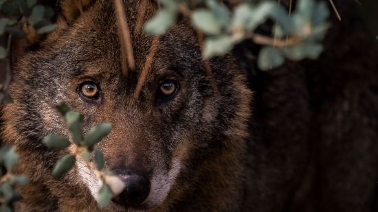 Lobo ibérico