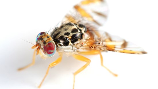 ¿Sabías que las moscas benefician nuestra salud?