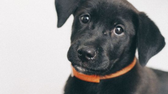 mejores collares antipulgas