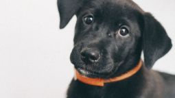 mejores collares antipulgas