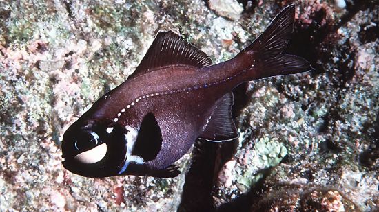 Pez linterna en su hábitat