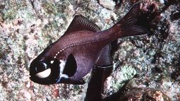 Pez linterna en su hábitat