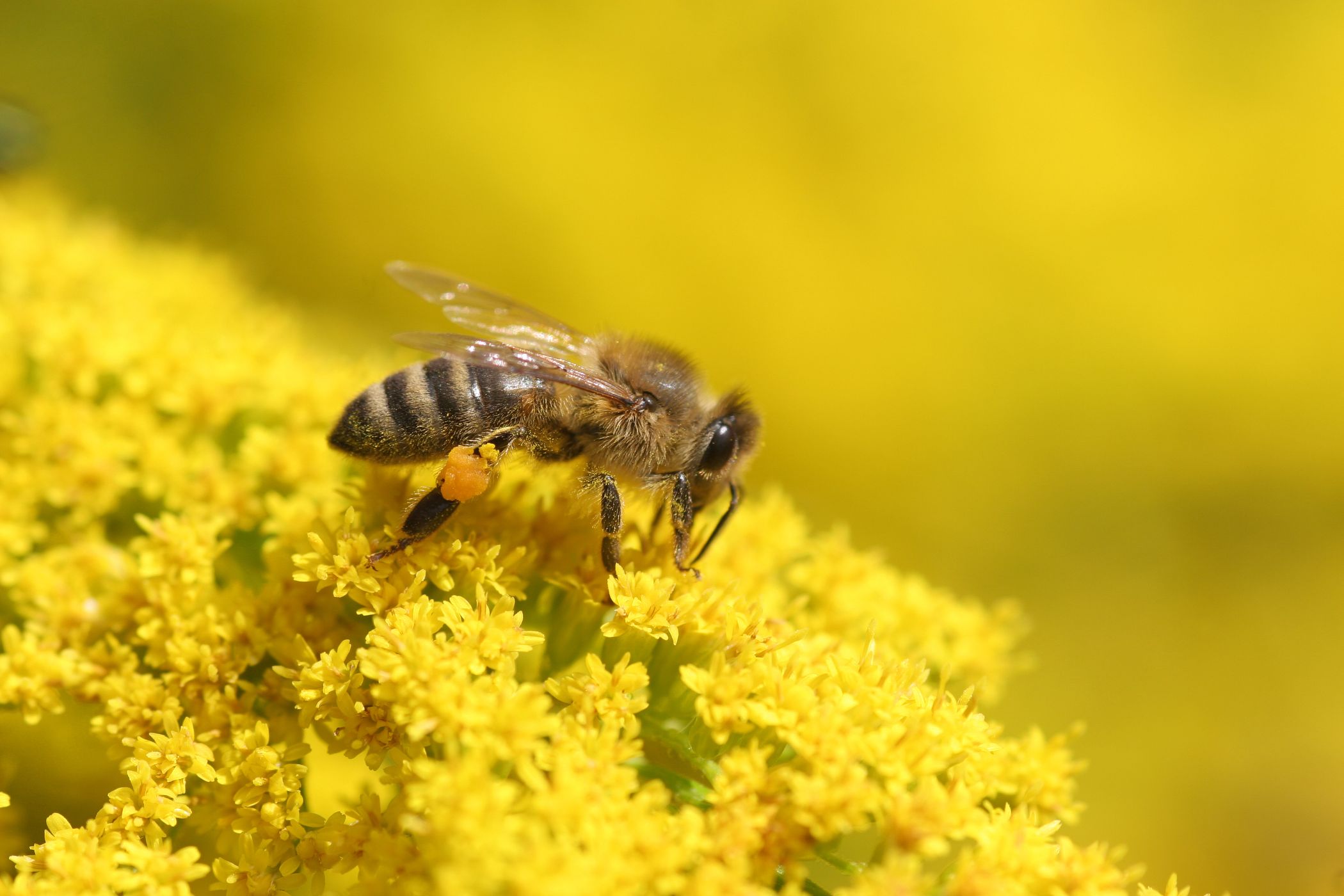 Abeja cargando polen en sus patas