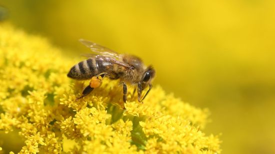 Abeja cargando polen en sus patas