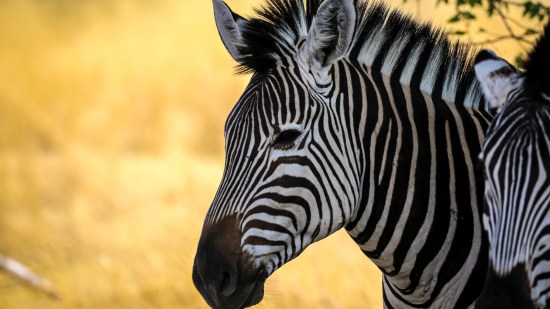 Curiosidades sobre las cebras que quizá no conocías